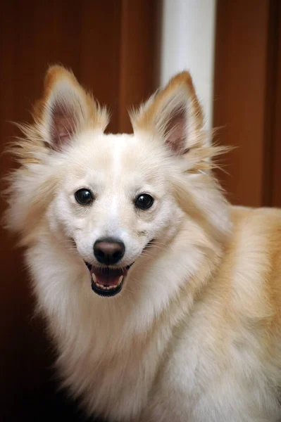 Söt Ljus Fluffig Hund Blandat — Stockfoto