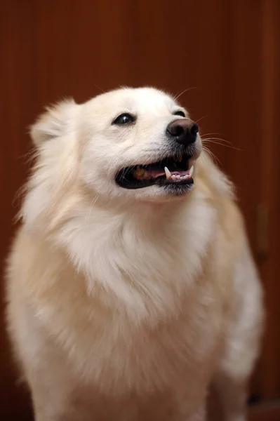 Słodkie Światło Puszysty Pies Kundel — Zdjęcie stockowe