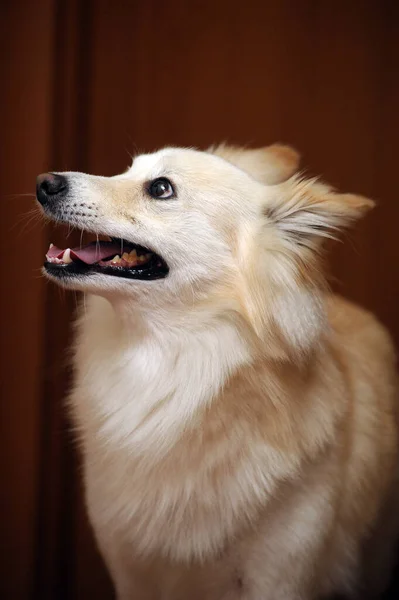 かわいいライトふわふわの犬モングレル — ストック写真