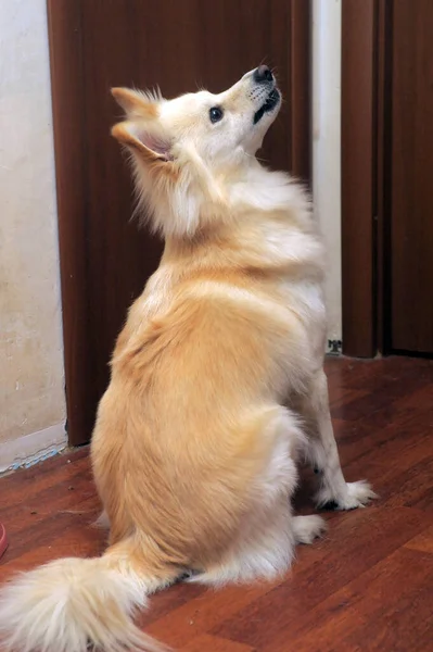 Cute Light Fluffy Dog Mongrel — Stock Photo, Image