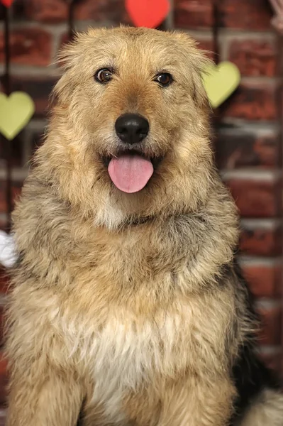 Lindo Feliz Marrón Esponjoso Perro Mestizo — Foto de Stock