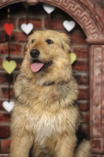 Lindo Feliz Marrón Esponjoso Perro Mestizo — Foto de Stock