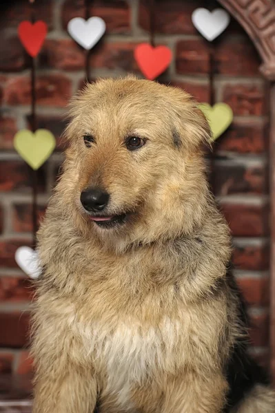 Lindo Feliz Marrón Esponjoso Perro Mestizo — Foto de Stock