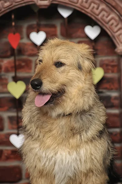 Χαριτωμένο Χαρούμενο Καφέ Χνουδωτό Σκυλίσιο Μπάσταρδο — Φωτογραφία Αρχείου