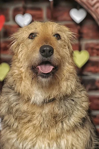 Słodkie Szczęśliwy Brązowy Puszysty Pies Kundel — Zdjęcie stockowe