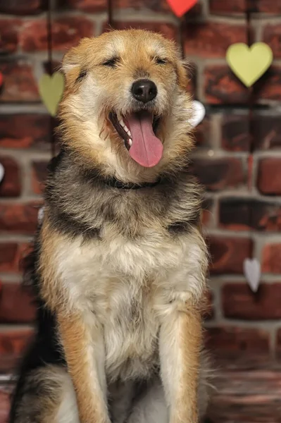 Lindo Feliz Marrón Esponjoso Perro Mestizo —  Fotos de Stock