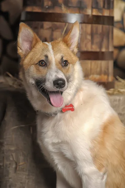 Cute Fluffy Dog Shelter — Stock Photo, Image