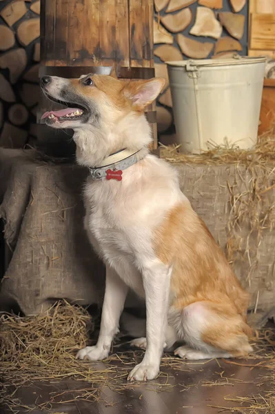 避難所からかわいいふわふわの犬 — ストック写真