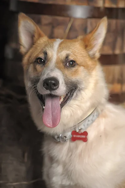 Niedlicher Flauschiger Hund Aus Dem Tierheim — Stockfoto