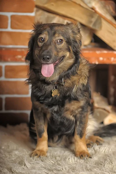 かわいい茶色のふわふわの犬モングレル — ストック写真