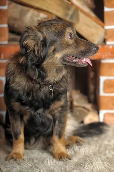 Niedlicher Brauner Flauschiger Hundemischling — Stockfoto