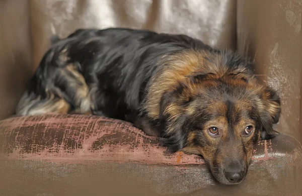 Lindo Marrón Esponjoso Perro Mestizo — Foto de Stock