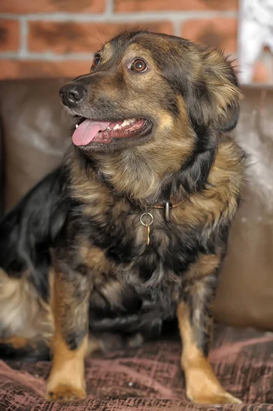 Lindo Marrón Esponjoso Perro Mestizo — Foto de Stock