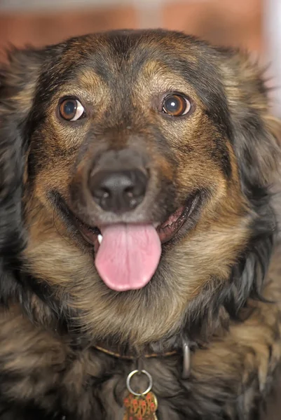 Słodkie Brązowy Puszysty Pies Kundel — Zdjęcie stockowe