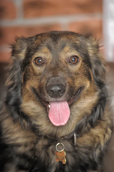 Carino Marrone Peloso Cane Mongrel — Foto Stock