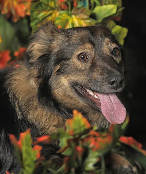 Bonito Marrom Fofo Mongrel Cão Outono Fundo — Fotografia de Stock