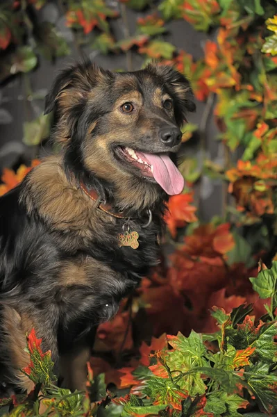 Lindo Marrón Esponjoso Perro Mestizo Fondo Otoño — Foto de Stock