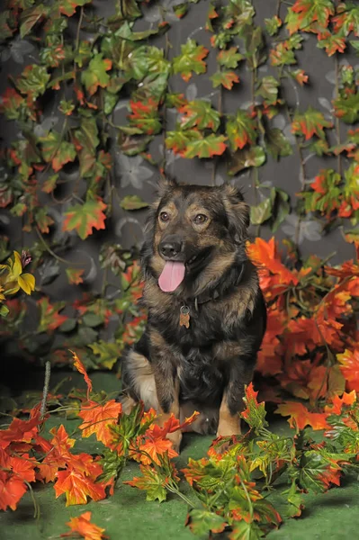 Güz Arka Planında Sevimli Kahverengi Tüylü Kırma Köpek — Stok fotoğraf