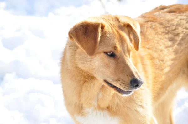 Lindo Feliz Rojo Esponjoso Perro Mestizo Sobre Fondo Nieve —  Fotos de Stock