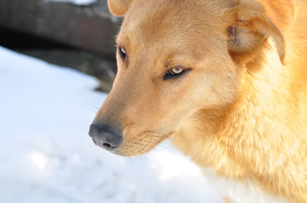 Şirin Mutlu Tüylü Kar Arkaplanındaki Köpek Yavrusu — Stok fotoğraf