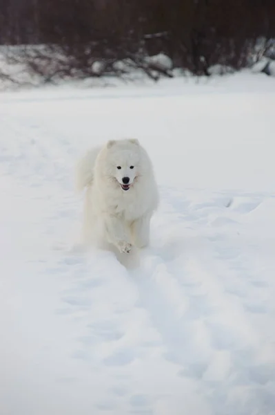 Carino Bianco Samoyed Husky Cucciolo Corre Nella Neve — Foto Stock