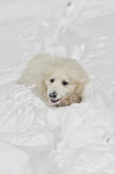 可愛い白い同級生の子犬が雪の中を走り — ストック写真