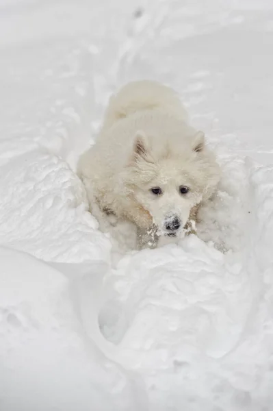 Schattig Wit Samoyed Husky Puppy Loopt Sneeuw — Stockfoto