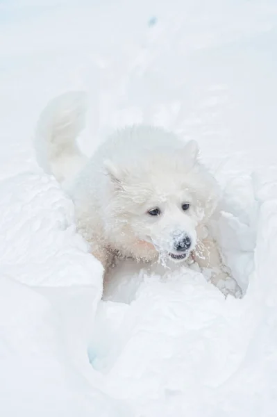 Cute White Samoyed Husky Puppy Runs Snow — Stock Photo, Image