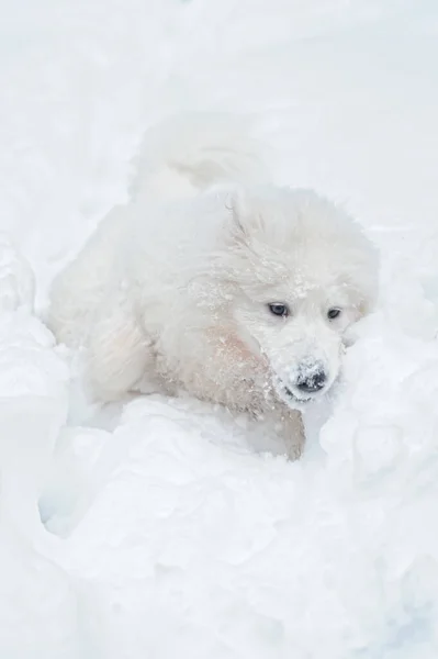 Şirin Beyaz Iri Yapılı Köpek Yavrusu Karda Koşuyor — Stok fotoğraf