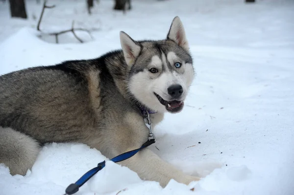 Aranyos Vicces Kutya Husky Télen Hóban — Stock Fotó