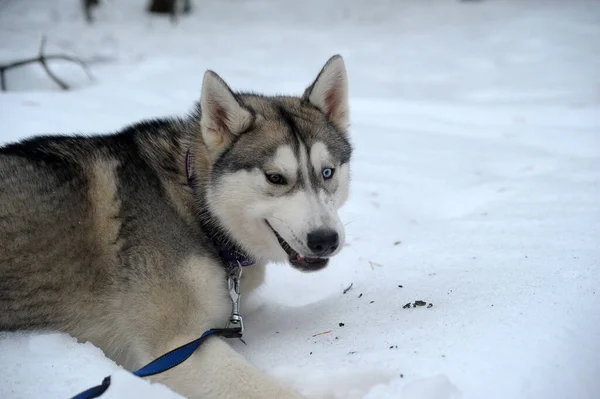 Lindo Perro Divertido Husky Invierno Nieve — Foto de Stock