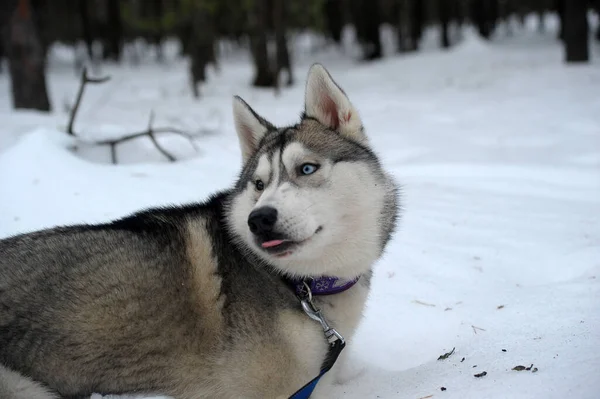 Roztomilý Legrační Pes Husky Zimě Sněhu — Stock fotografie