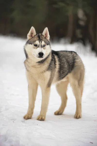 Słodkie Śmieszne Pies Husky Zimie Śniegu — Zdjęcie stockowe