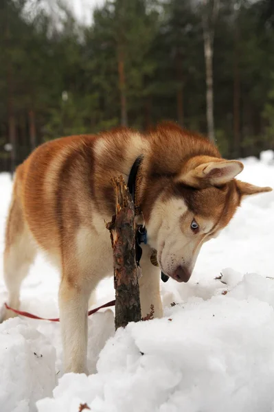 Söt Rolig Hund Husky Vintern Snön — Stockfoto