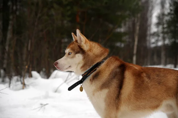 Kışın Karların Üzerinde Sevimli Komik Bir Köpek — Stok fotoğraf