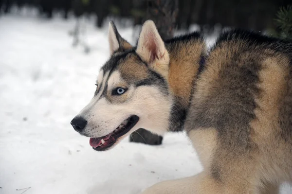 Aranyos Vicces Kutya Husky Télen Hóban — Stock Fotó