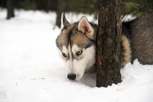 Söt Rolig Hund Husky Vintern Snön — Stockfoto