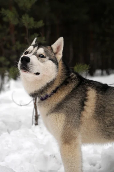 Bonito Engraçado Cão Husky Inverno Neve — Fotografia de Stock