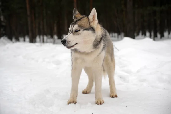 Schattig Grappig Hond Husky Winter Sneeuw — Stockfoto