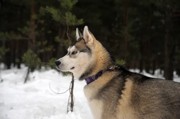 Roztomilý Legrační Pes Husky Zimě Sněhu — Stock fotografie