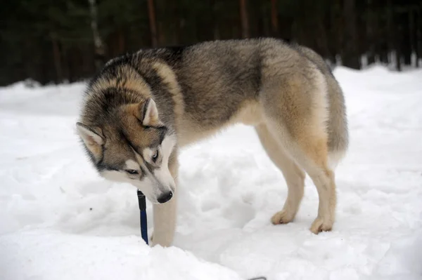 Cute Funny Dog Husky Winter Snow — Stock Photo, Image