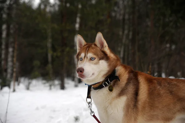 Söt Rolig Hund Husky Vintern Snön — Stockfoto