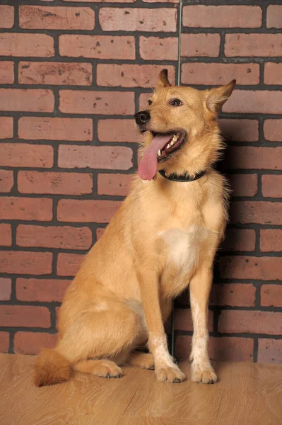 Χαριτωμένο Χαρούμενο Κόκκινο Σκυλί Mongrel Από Καταφύγιο — Φωτογραφία Αρχείου