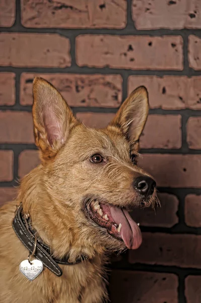 Süße Fröhliche Rote Hundemischling Aus Dem Tierheim — Stockfoto