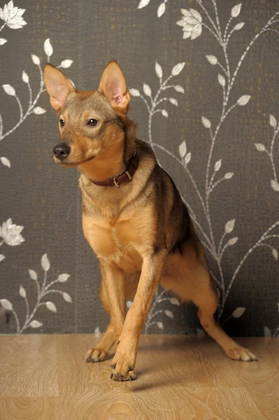 Cute Happy Playful Brown Shorthair Dog Mongrel — Stock Photo, Image