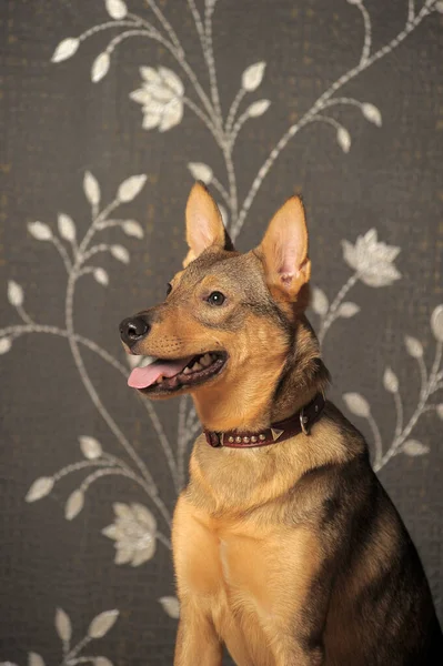 Bonito Feliz Brincalhão Marrom Shorthair Cão Mgrel — Fotografia de Stock