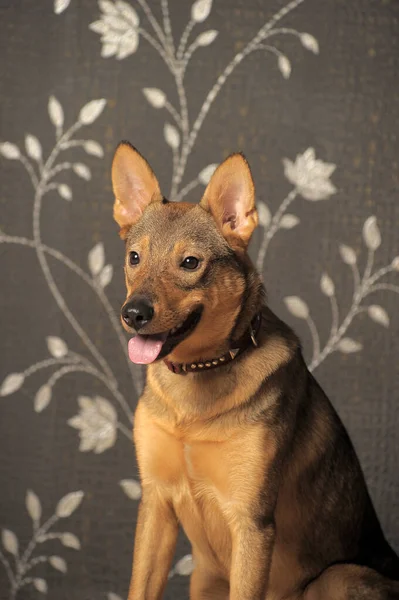 Słodkie Szczęśliwy Zabawy Brązowy Streszczenie Pies Kundel — Zdjęcie stockowe