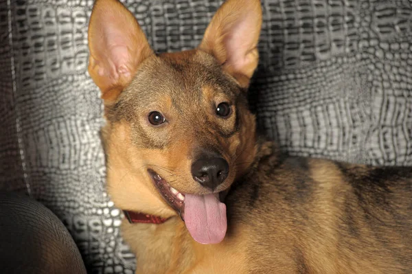 Bonito Feliz Brincalhão Marrom Shorthair Cão Mgrel — Fotografia de Stock