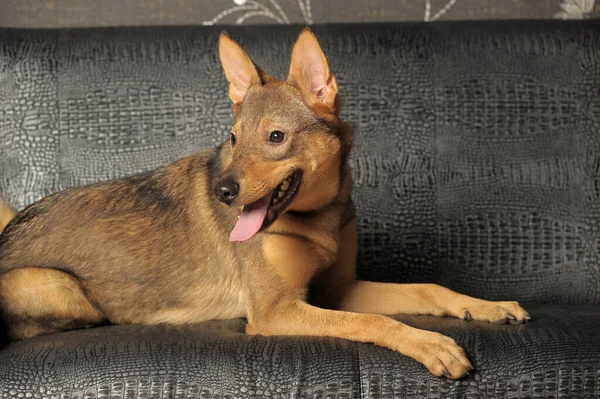 Schattig Gelukkig Speels Bruin Stenografisch Hond Bastaard — Stockfoto