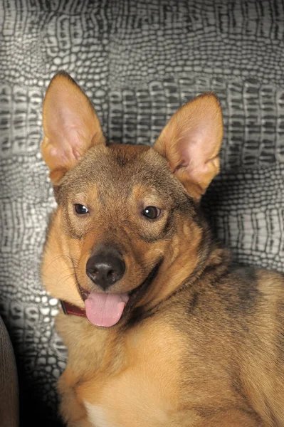 Schattig Gelukkig Speels Bruin Stenografisch Hond Bastaard — Stockfoto
